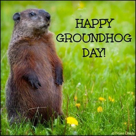 groundhog day gifs|happy groundhog day meme.